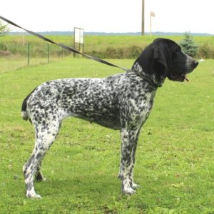 Braque d'Auvergne |LOF |Chasse |Elevage canin |Reproducteur