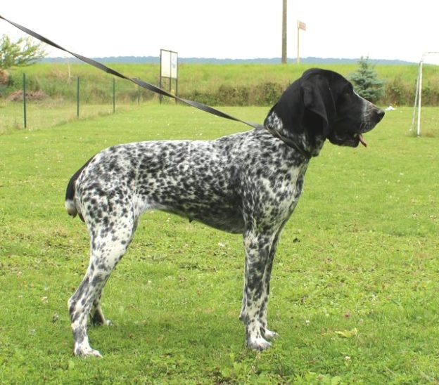 Braque d'Auvergne |LOF |Chasse |Elevage canin |Reproducteur