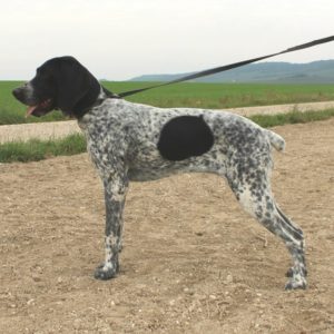 Braque d'Auvergne |LOF |Chasse |Elevage canin |champs