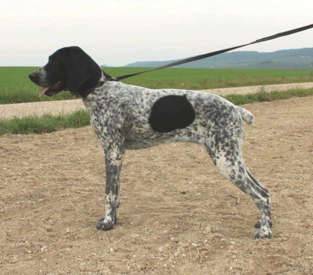 Braque d'Auvergne |LOF |Chasse |Elevage canin |champs