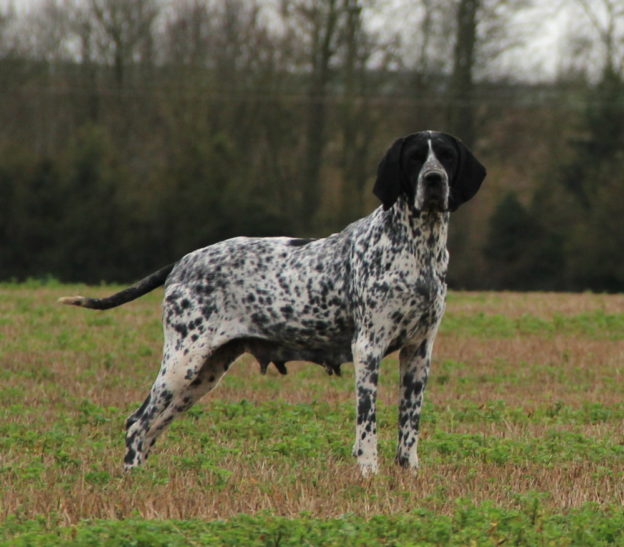 Braque d'Auvergne |LOF |Chasse |Elevage canin |Reproducteur