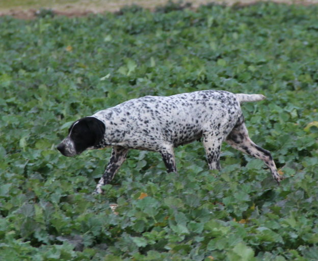 Braque d'Auvergne |LOF |Chasse |Elevage canin |Reproducteur