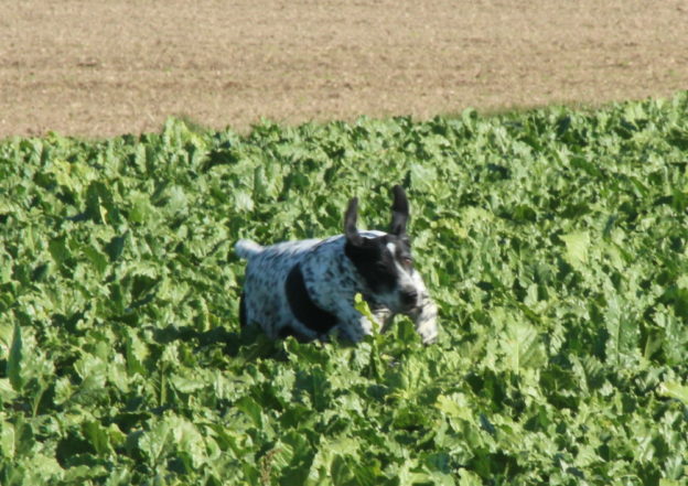 Jana des Sucs du Velay, la belle Jana est en retraite – Image 8