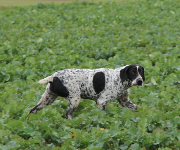 Braque d'Auvergne |LOF |Chasse |Elevage canin |Reproducteur