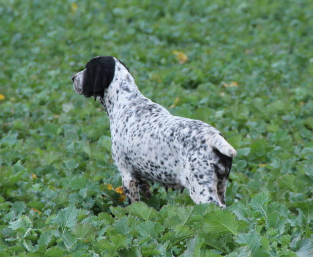 Braque d'Auvergne |LOF |Chasse |Elevage canin |Reproducteur