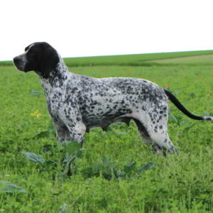 Braque d'Auvergne |LOF |Chasse |Elevage canin |Reproducteur