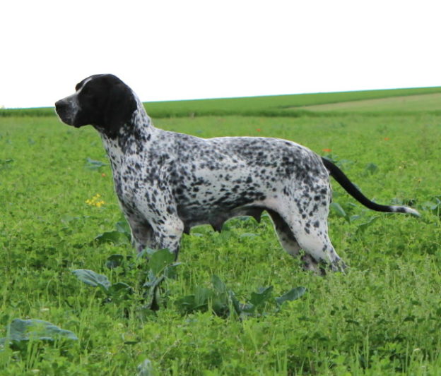 Braque d'Auvergne |LOF |Chasse |Elevage canin |Reproducteur