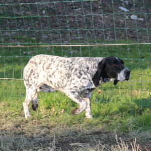 Braque d'Auvergne |LOF |Chasse |Elevage canin |Reproducteur