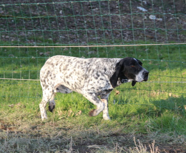 Braque d'Auvergne |LOF |Chasse |Elevage canin |Reproducteur