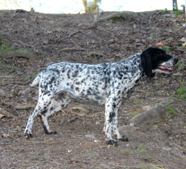 Braque d'Auvergne |LOF |Chasse |Elevage canin |Reproducteur
