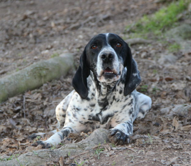 Braque d'Auvergne |LOF |Chasse |Elevage canin |Reproducteur