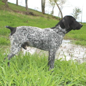 Braque d'Auvergne |LOF |Chasse |Elevage canin |arrêt