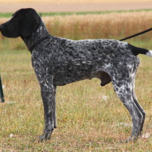 Braque d'Auvergne |LOF |Chasse |Elevage canin |Reproducteur