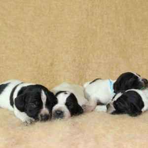 Braque d'Auvergne | Chiot | Lof | Chasse |