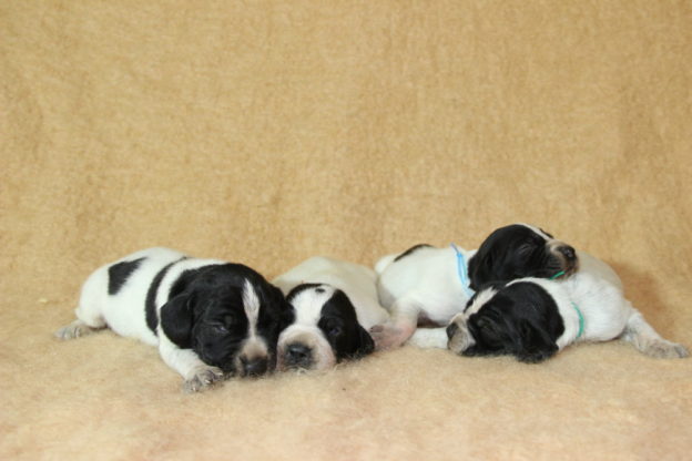 Braque d'Auvergne | Chiot | Lof | Chasse |