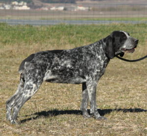 Braque d'auvergne | lof | elevage | chiot | chasse |