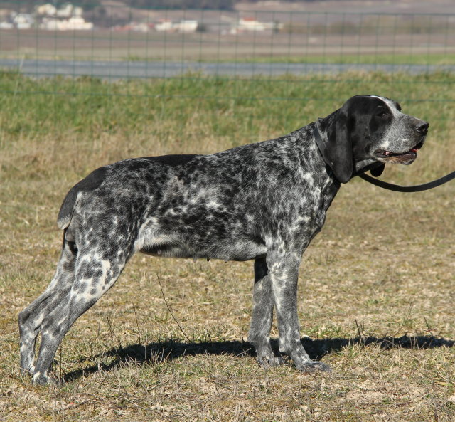 Braque d'auvergne | lof | elevage | chiot | chasse |