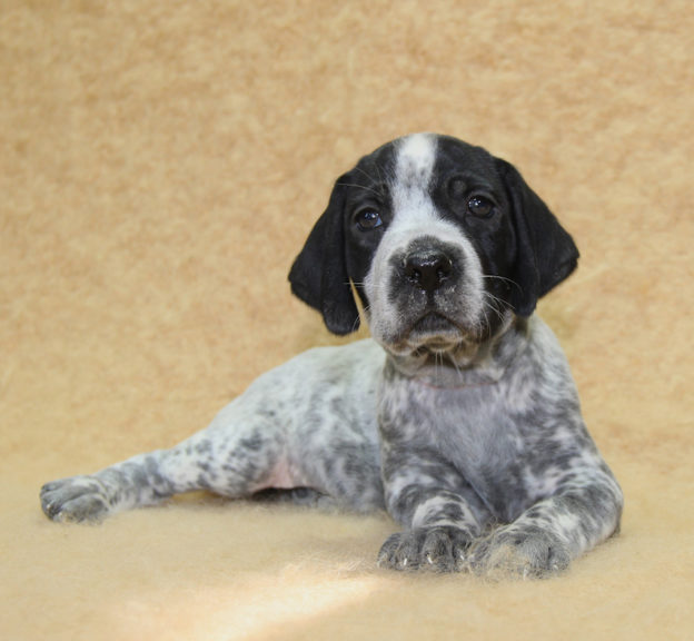Chiots | braque d'Auvergne | braque bleu d'Auvergne | bleu d'Auvergne | Berger Malinois | LOF | Elevage | Paradisdesedelweiss | Paradis des Edelweiss