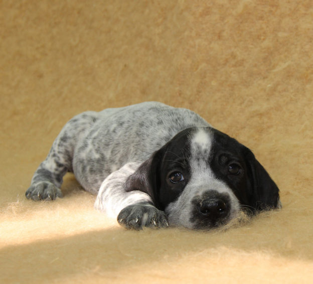 Chiots | braque d'Auvergne | braque bleu d'Auvergne | bleu d'Auvergne | Berger Malinois | LOF | Elevage | Paradisdesedelweiss | Paradis des Edelweiss