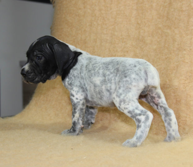 Chiots | braque d'Auvergne | braque bleu d'Auvergne | bleu d'Auvergne | Berger Malinois | LOF | Elevage | Paradisdesedelweiss | Paradis des Edelweiss