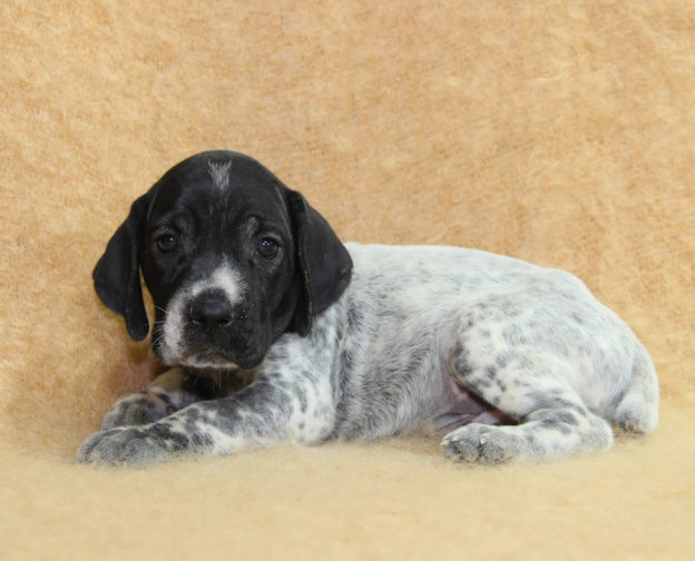 Chiots | braque d'Auvergne | braque bleu d'Auvergne | bleu d'Auvergne | Berger Malinois | LOF | Elevage | Paradisdesedelweiss | Paradis des Edelweiss
