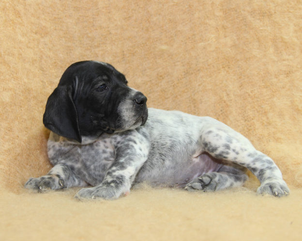Chiots | braque d'Auvergne | braque bleu d'Auvergne | bleu d'Auvergne | Berger Malinois | LOF | Elevage | Paradisdesedelweiss | Paradis des Edelweiss