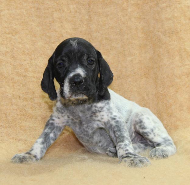 Chiots | braque d'Auvergne | braque bleu d'Auvergne | bleu d'Auvergne | Berger Malinois | LOF | Elevage | Paradisdesedelweiss | Paradis des Edelweiss