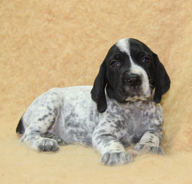 Chiots | braque d'Auvergne | braque bleu d'Auvergne | bleu d'Auvergne | Berger Malinois | LOF | Elevage | Paradisdesedelweiss | Paradis des Edelweiss