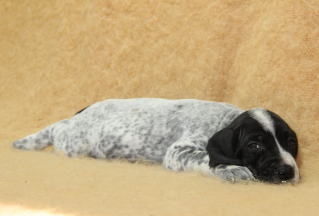 Chiots | braque d'Auvergne | braque bleu d'Auvergne | bleu d'Auvergne | Berger Malinois | LOF | Elevage | Paradisdesedelweiss | Paradis des Edelweiss