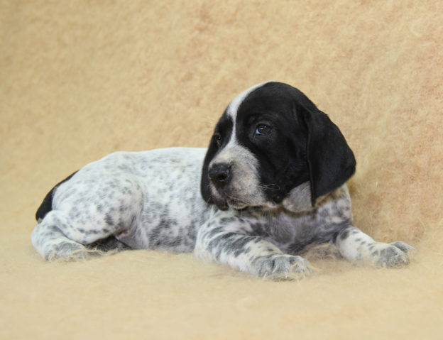 Chiots | braque d'Auvergne | braque bleu d'Auvergne | bleu d'Auvergne | Berger Malinois | LOF | Elevage | Paradisdesedelweiss | Paradis des Edelweiss
