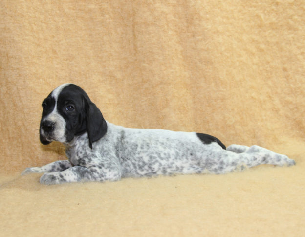 Chiots | braque d'Auvergne | braque bleu d'Auvergne | bleu d'Auvergne | Berger Malinois | LOF | Elevage | Paradisdesedelweiss | Paradis des Edelweiss
